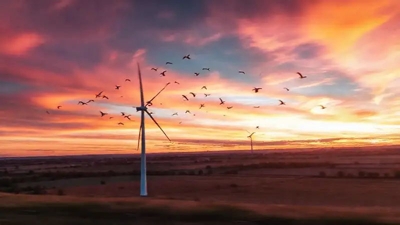 Turbina eólica, aves, atardecer, conservación