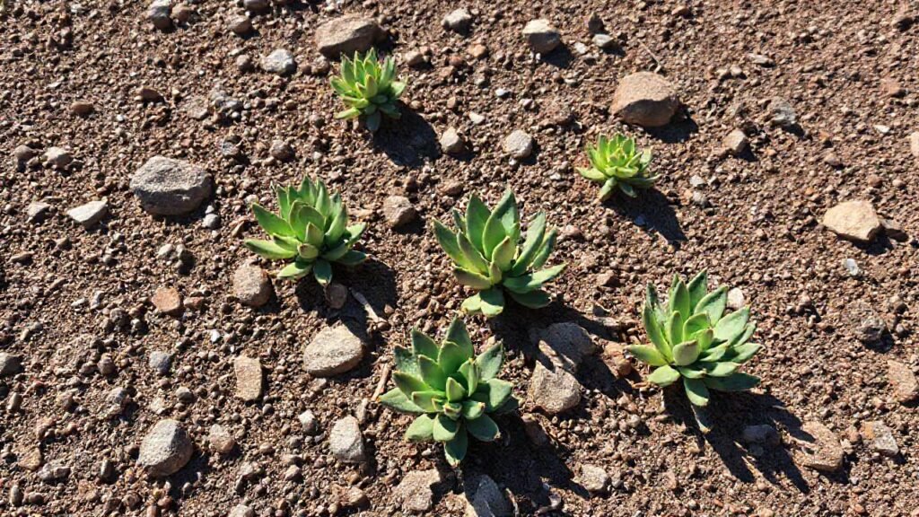 Rascacielos áridos y succulents vibrantes