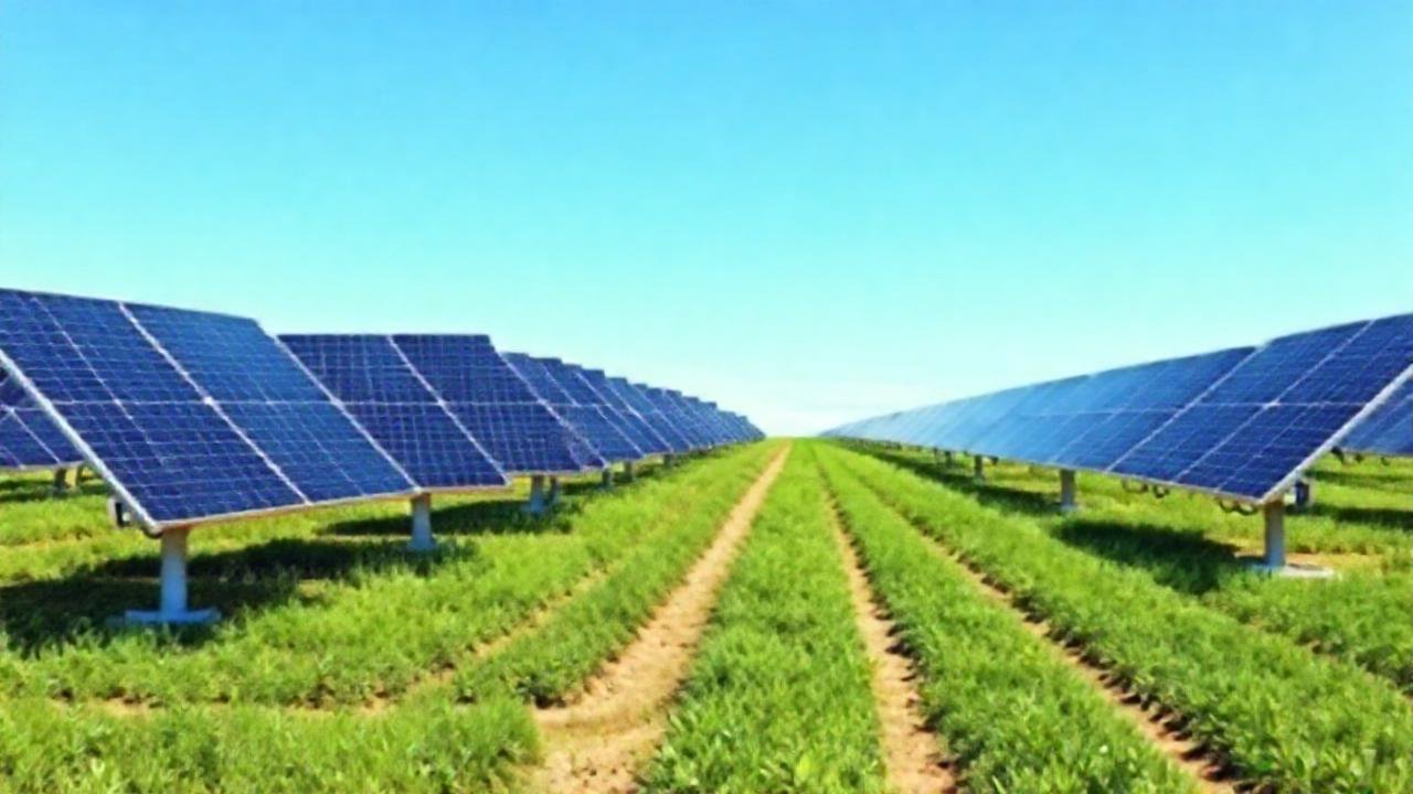 Paneles solares brillan en un futuro verde