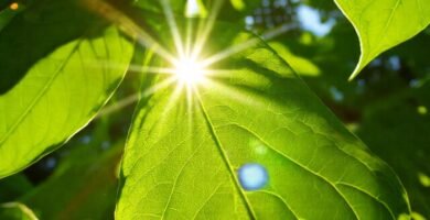 Luz solar y plantas en estudio